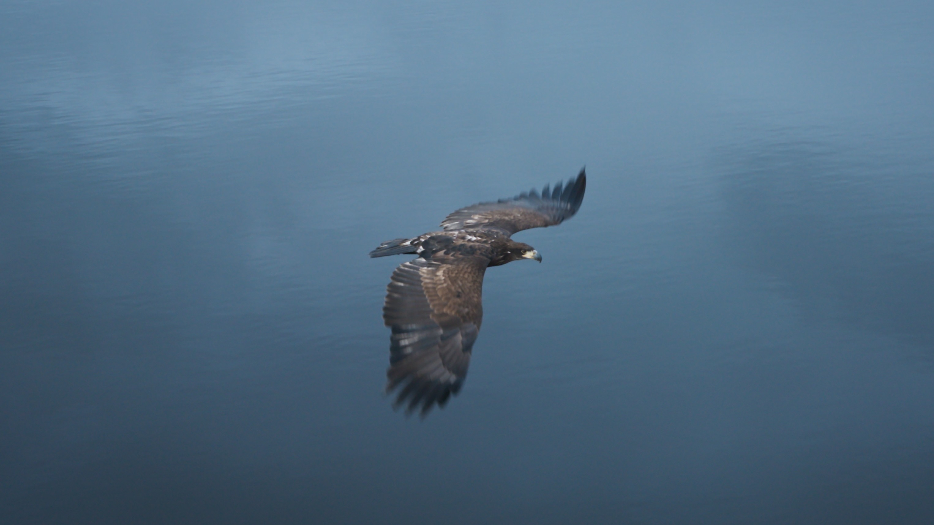 Orel letí nad vodní hladinou.